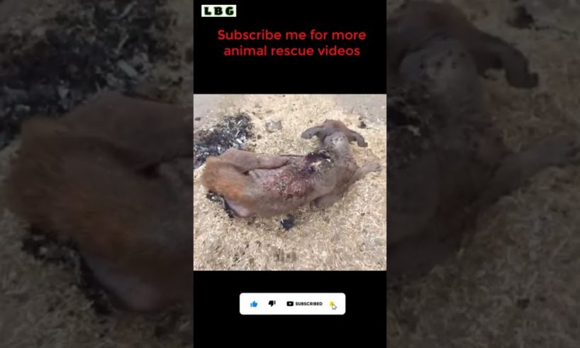 dog rescue  | animals asking for help
