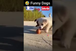 🤣 funny Baby dogs| Animals playing| funny dogs🐕  #funnycats #funnydogs #cutebabydogy