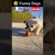 🤣 funny Baby dogs| Animals playing| funny dogs🐕  #funnycats #funnydogs #cutebabydogy