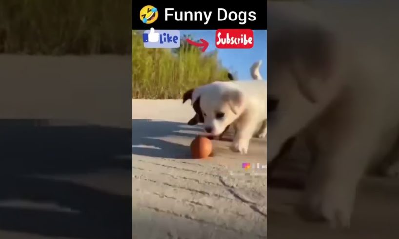 🤣 funny Baby dogs| Animals playing| funny dogs🐕  #funnycats #funnydogs #cutebabydogy