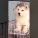 funny and cute puppy/cutest puppy of 2022/dog tv/riptide sick puppies/puppies n love/