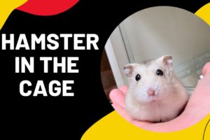 #funny animals hamster playing-compilation little adventures hamster