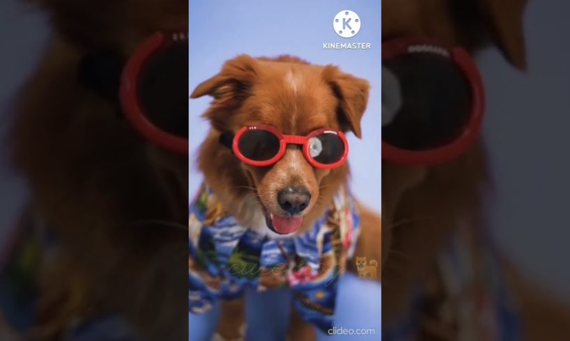 funny dog videos।। best cute pet animals videos।।। dog videos।।