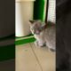 kitten playing #shorts #animals #cat #funny