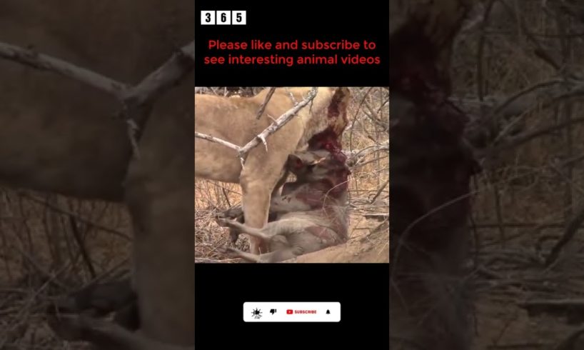 lion digs a burrow to catch a pig - animal fights