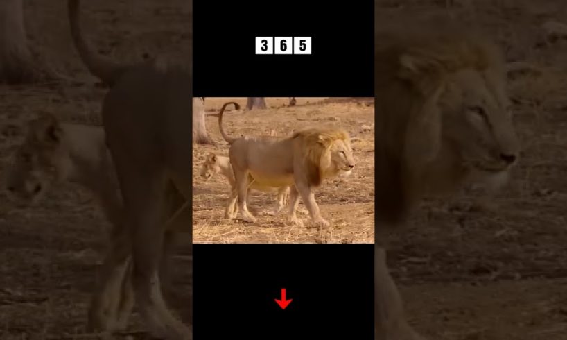 lion eats prey - animal fights