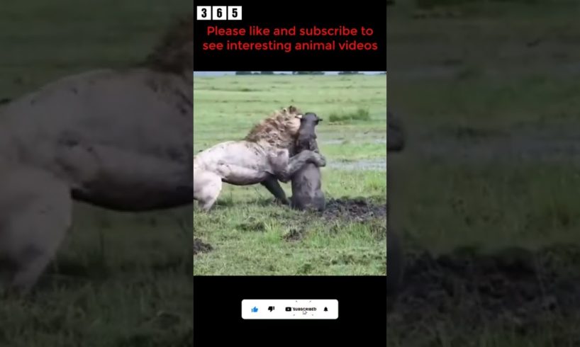 lion hunting wild boar - animal fights