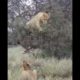 lions are playing #lion #animals #wildlife #safari