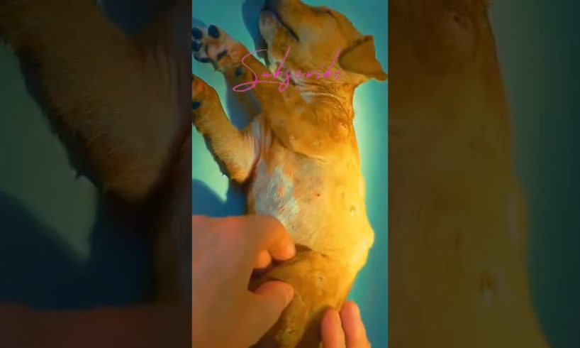 mangoworms removal from pupy dog cleaning from ticks mangoworms #shorts 83