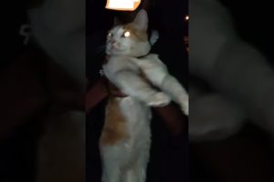 my friend hugging a stray cat