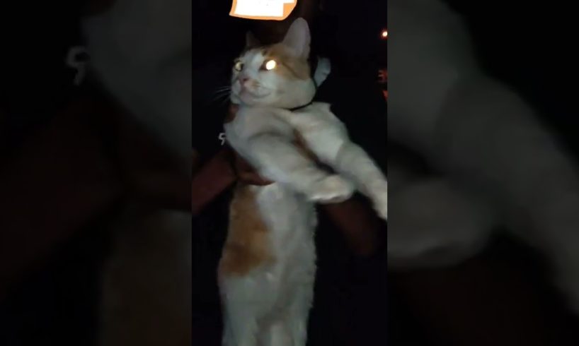 my friend hugging a stray cat