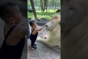 new viral baby lion video 2022 #shorts #viral #tiktok #lion #baby