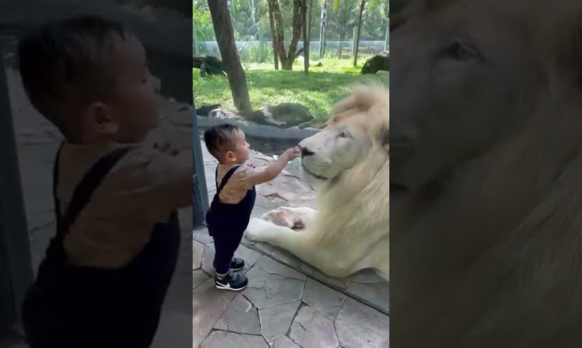 new viral baby lion video 2022 #shorts #viral #tiktok #lion #baby