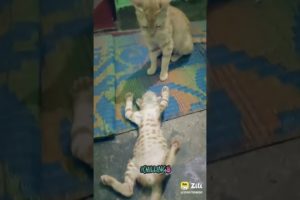 😂😂🤣☺️😸 playing with mom..@AaronsAnimals @Animals Family @CarryMinati