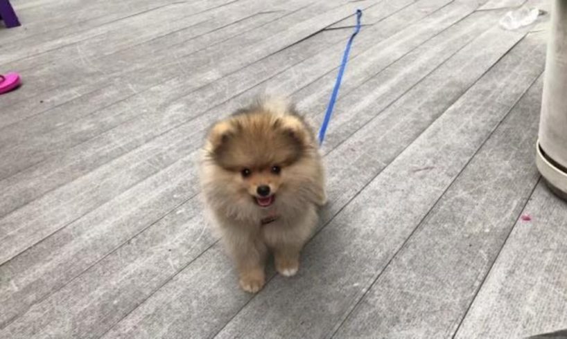 pomeranian puppy wearing a leash-cutest puppies first time wear a leash outdoor