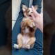 puppy is playing 🤣 #funny #puppy #dog #animals #shorts