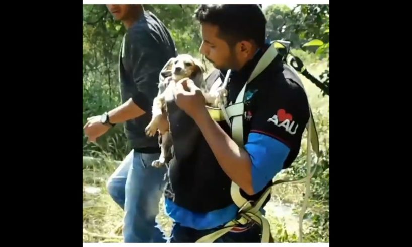 puppy कुआं में गिर गया #shorts | Dog Animal Rescue | #emotional | #Sad #status | #viral