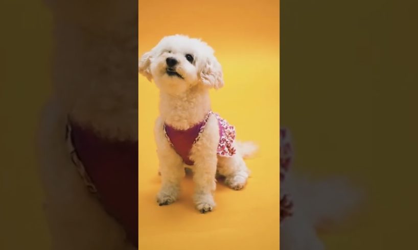 #short #viral π π Cute Girl Playing With Dogs Compilation - Baby Pets Video ||