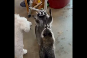 #shorts#funny animals#funny pets playing