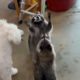 #shorts#funny animals#funny pets playing
