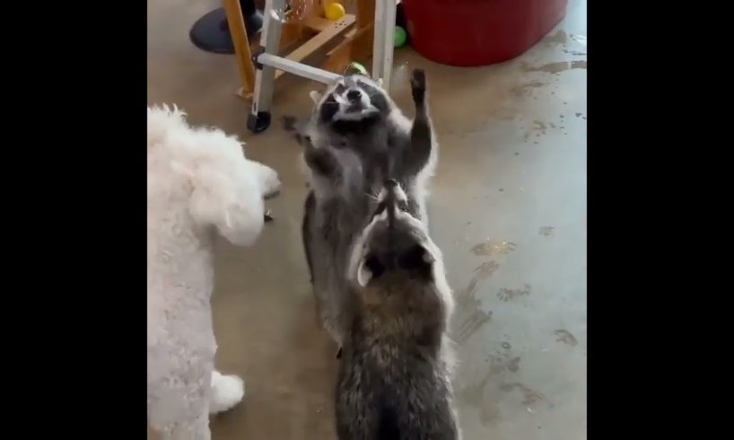 #shorts#funny animals#funny pets playing