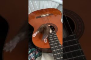 skunk plays with guitar! best animal video! animal kingdom! #shorts #animals #petlovers