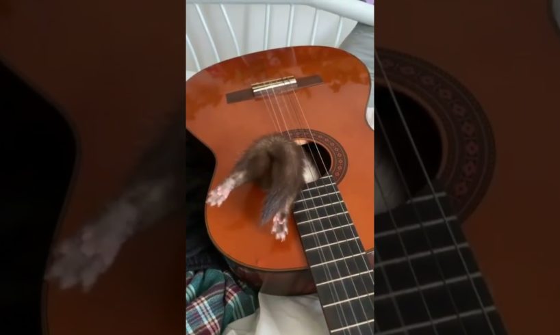 skunk plays with guitar! best animal video! animal kingdom! #shorts #animals #petlovers
