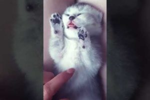 the cutest kitten in the world(😍😍😘🥰🥰)