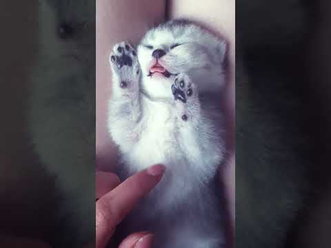 the cutest kitten in the world(😍😍😘🥰🥰)