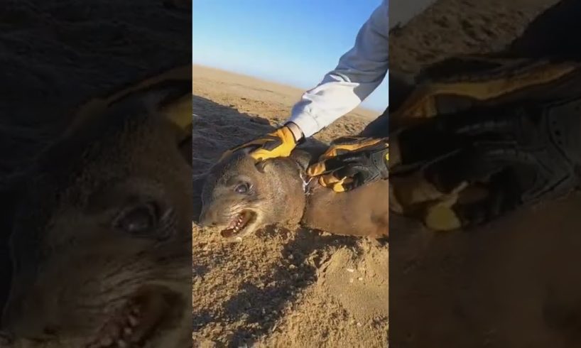 this man rescues a seal wrapped in plastic #shorts