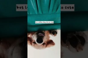weirdest cutest puppy ever | Loki Wooof Diary | Golden Retriever