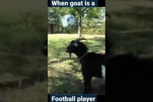 when goat is a football player #shorts #funny