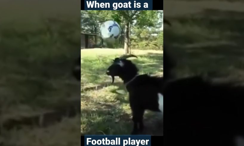 when goat is a football player #shorts #funny