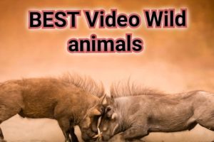 wild animals videos,wild animals,wild animals for kids,wild animal fights,wild animal hunting part 1