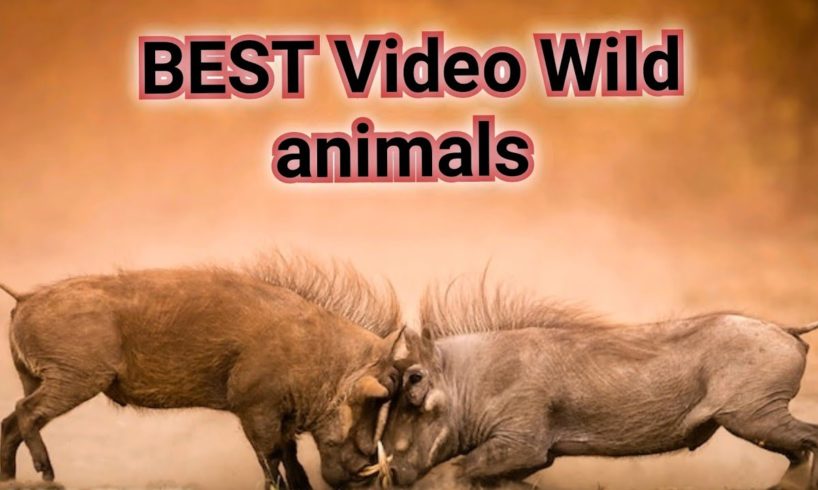 wild animals videos,wild animals,wild animals for kids,wild animal fights,wild animal hunting part 1