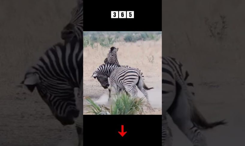 zebra fighting - animal fights
