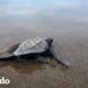 ¡Esta familia rescató unos huevos de tortugas de unos cazadores! | El Dodo