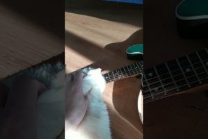 кот не умеет играть на гитаре