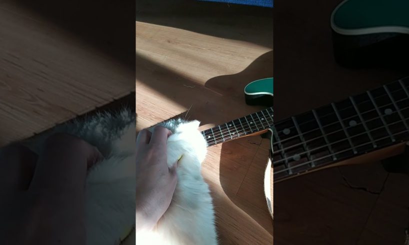 кот не умеет играть на гитаре