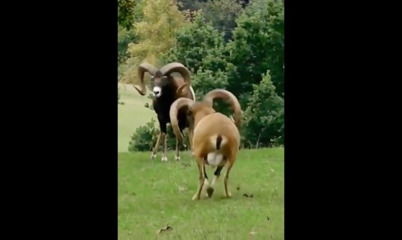 اتمتع بالمشاهده animal fight (2022) #shorts