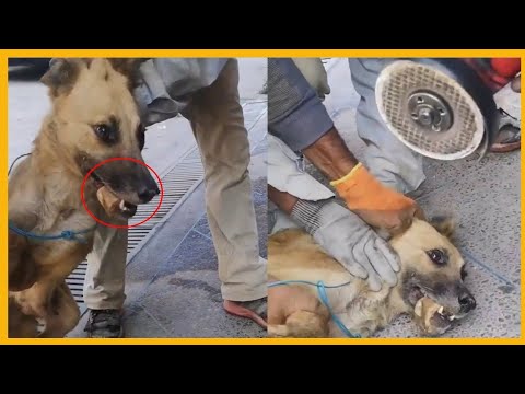 ياربي السلامة..لحظة إنقاذ كلب وجدوا بفمه أشياء مخيفة..حذاري يا مغاربة!!
