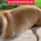 इस कुत्ता की दो टांगे नहीं कैसे जिन्दा 😭😭| motivational video | Animal Rescue #shorts