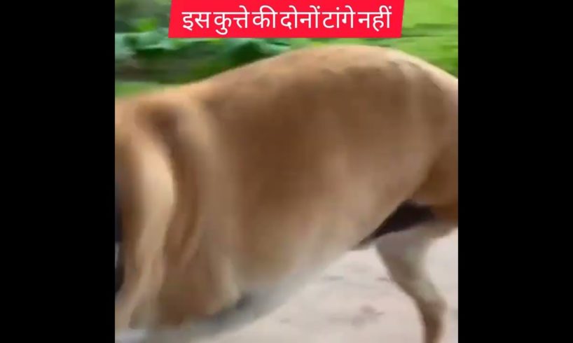 इस कुत्ता की दो टांगे नहीं कैसे जिन्दा 😭😭| motivational video | Animal Rescue #shorts