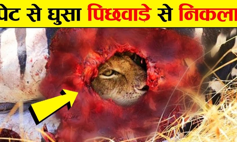 इसलिए शेर को जंगल का राजा कहा जाता है animal fights, Lion fight