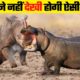 एक दूसरे की चीथड़े उड़ा दिए | Most Dangerous Wild Animal Fights