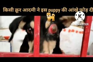 किसी क्रूर आदमी ने इस puppy  की आंखे फोड़ दी🐕भले लोगो ने मरते हुए Puppy की जानबचाई #shorts #humanity
