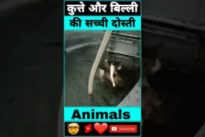 कुत्ते और बिल्ली की सच्ची दोस्ती #humanity #dogrescue #shorts