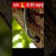 🐍😱क्या हुआ जब सांप🐍 ने किया हमला🙏|snake eating animal fights| #shorts #snake #wildlife