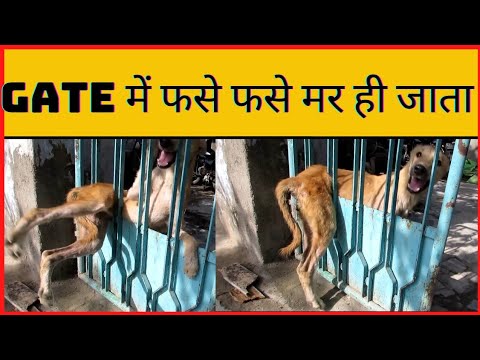 गेट में फंसे डॉगी को बचाया।#shorts #ytshorts #animals #dog #rescue #factcam