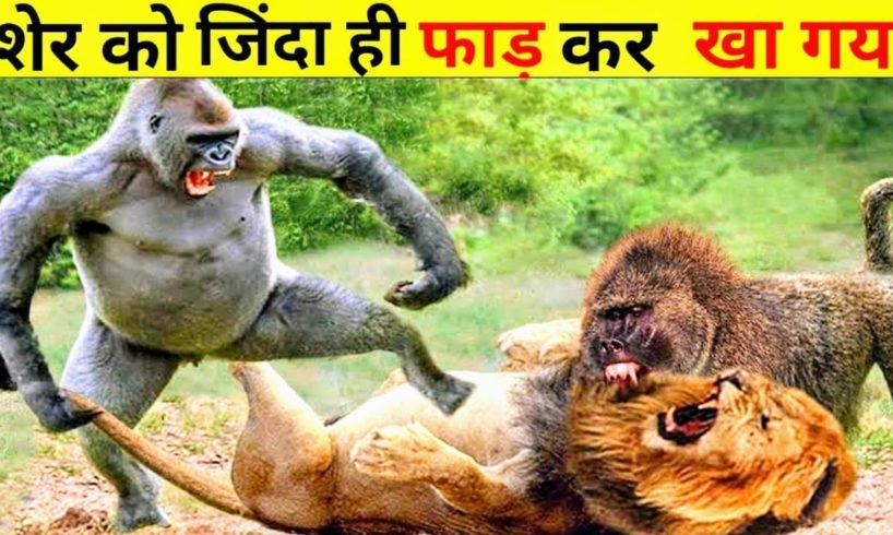 जंगली जानवरों की सबसे खौफनाक लड़ाइयां || Top 10 Most Craziest Wild Animal Fights ||  Fight in Hind